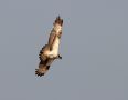 Western Osprey, India 15th of January 2019 Photo: Paul Patrick Cullen