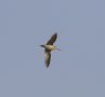 Pin-tailed Snipe, Pintail Snipe (Gallinago stenura), Thailand 17th of February 2019 Photo: Frits Rost