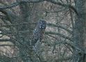 Great Grey Owl, Sweden 29th of March 2019 Photo: Erik Biering