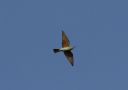 Blue-cheeked Bee-eater, Oman 18th of November 2018 Photo: Lars Jensen Kruse