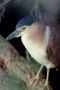 Nankeen Night-Heron; Nycticorax caledonicus ssp. hilli, Australien 11. marts 2019 Foto: Jakob Ugelvig Christiansen