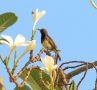 Olive-backed Sunbird (Cinnyris jugularis), Thailand 8. februar 2019 Foto: Frits Rost