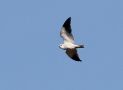 Black-winged Kite, Denmark 21st of April 2019 Photo: Ib Jensen