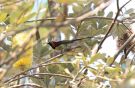 Black-throated Sunbird (Aethopyga saturata), Thailand 16. februar 2019 Foto: Frits Rost