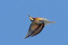 European Bee-eater, Portugal 2019 Photo: Torkild Kristensen