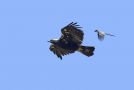 Spanish Imperial Eagle, blåskade, Spain 2nd of May 2019 Photo: John Larsen