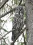 Great Grey Owl, Finland 1st of May 2019 Photo: Martin Rheinheimer