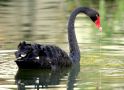 Sortsvane, Black Swan; Cygnus atratus, Australien 23. februar 2019 Foto: Jakob Ugelvig Christiansen