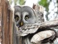 Great Grey Owl, Finland 1st of May 2019 Photo: Martin Rheinheimer