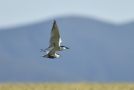 Whiskered Tern, med sandterne, Spain 30th of April 2019 Photo: John Larsen
