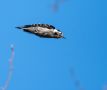 Lesser Spotted Woodpecker, Denmark 9th of April 2019 Photo: René Petersen