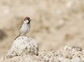House Sparrow x Eurasian Tree Sparrow, Male 2cy+, Denmark 10th of June 2019 Photo: Anders Odd Wulff Nielsen
