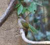 Stripe-throated Bulbul (Pycnonotus finlaysoni) - Gulstreget bulbul, Thailand 12th of February 2019 Photo: Frits Rost