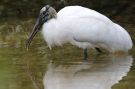 Wood stork, USA 28th of January 2019 Photo: Carsten Holm Petersen