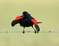 Rødvinget Trupial, Rødvinget Trupial - (Agelaius phoeniceus) - Red-winged Blackbird  - display, USA 16. april 2019 Foto: Eva Foss Henriksen