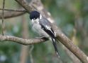 Grey Butcherbird; Cracticus torquatus ssp. leucopterus, Australia 10th of March 2019 Photo: Jakob Ugelvig Christiansen