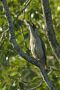European Green Woodpecker, han, Sweden 18th of July 2019 Photo: John Larsen