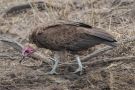 Hooded Vulture, Hooded Vulture, South Africa 1st of November 2018 Photo: Carl Bohn