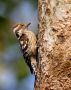 Brunisset Flagspætte (Dendrocopos nanus) Brown-capped Pygmy Woodpecker, Nepal 23. december 2018 Foto: Paul Patrick Cullen