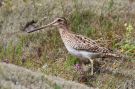 Common Snipe, Iceland 1st of July 2019 Photo: Andreas Ranner