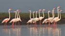 Stor Flamingo, Indien 15. januar 2019 Foto: Paul Patrick Cullen
