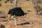 Common Ostrich, Struds  -  Ostrich, South Africa 22nd of August 2019 Photo: Carl Bohn