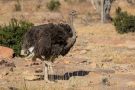 Masaistruds, Struds  -  Ostrich, Sydafrika 22. august 2019 Foto: Carl Bohn