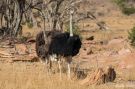 Masaistruds, Struds  -  Ostrich, Sydafrika 22. august 2019 Foto: Carl Bohn