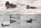 Surf Scoter, Brilleand 2k hun, Denmark 16th of August 2019 Photo: Lars Paaby