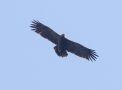 Lesser Spotted Eagle, Georgia 29th of September 2019 Photo: Klaus Malling Olsen