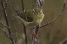 Yellow-browed Warbler, Siddende i RoC's 
