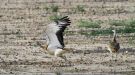 Great Bustard, Spain 3rd of July 2018 Photo: Mads Herbøl