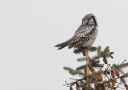 Northern Hawk-owl, Denmark 8th of November 2019 Photo: Birger Lønning