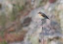 Whinchat, Denmark 27th of May 2019 Photo: Anders Odd Wulff Nielsen
