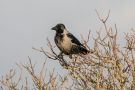 Hooded Crow x Carrion Crow, Denmark 28th of November 2019 Photo: Carl Bohn