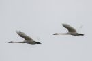 Whooper Swan, Denmark 16th of December 2019 Photo: Carl Bohn