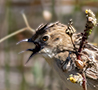 Cistussanger, Fugler synger i wilden skytch, Portugal 29. april 2019 Foto: Allan Kjær Villesen