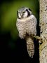 Northern Hawk-owl, Denmark 17th of January 2020 Photo: Freddy Rosning
