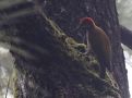 Stripe-cheeked Wodpecker (Piculus callopterus), Panama 28. december 2019 Foto: Klaus Malling Olsen