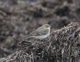 Eastern Yellow Wagtail, Sweden 26th of January 2020 Photo: Lars Jensen Kruse