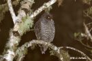 San Isidro Owl, Ecuador 26. oktober 2019 Foto: Rainer Christian Ertel