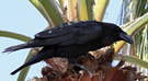 Northern Raven, ssp. canariensis, Spain 8th of January 2020 Photo: Hans Henrik Larsen