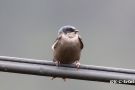 Brown-bellied Swallow-2, Denmark 25th of November 2019 Photo: Rainer Christian Ertel