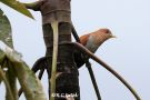 Squirrel Cuckoo 1, Ecuador 30th of November 2019 Photo: Rainer Christian Ertel