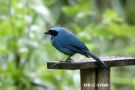 Turquoise Jay, Ecuador 25th of November 2019 Photo: Rainer Christian Ertel