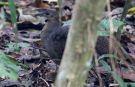Great Tinamou (Tinamus major), Panama 3rd of January 2020 Photo: Klaus Malling Olsen