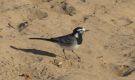 White Wagtail, Morocco 27th of January 2020 Photo: Paul Nilsson