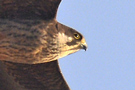 Eleonora's Falcon, Cyprus 10th of July 2019 Photo: Bjørn Frikke