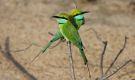 Arabian Green Bee-eater, Sri Lanka 1st of March 2019 Photo: Keld Jakobsen