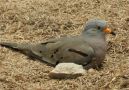 Croaking ground-dove, Peru 19. december 2019 Foto: Torben Lyng